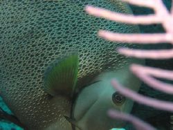 This lovely French Angel in Turks and Caicos was shadowin... by Anita Moos 